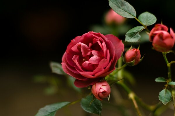 Fleurs Bordeaux et boutons de rose sur fond noir