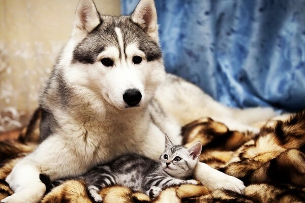 Husky et petit chaton gris