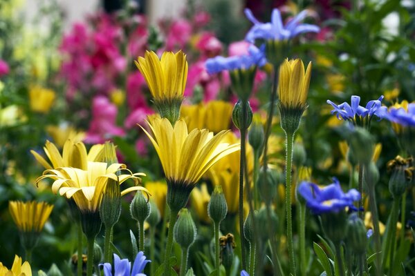 Jardín de flores