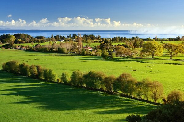 Campos de golfe verdes