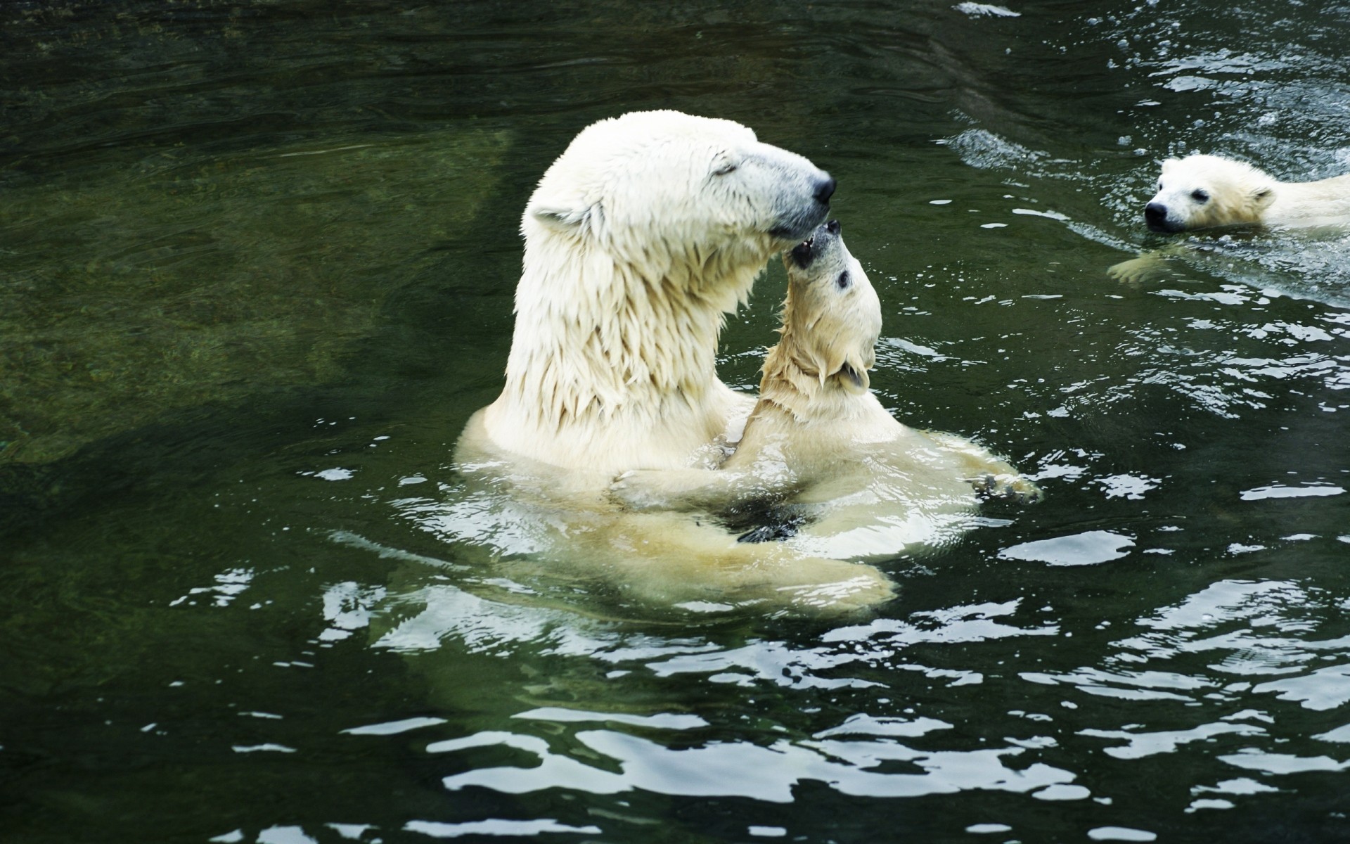 animais água mamífero natureza vida selvagem animal ao ar livre gelado fofa ursos polares urso