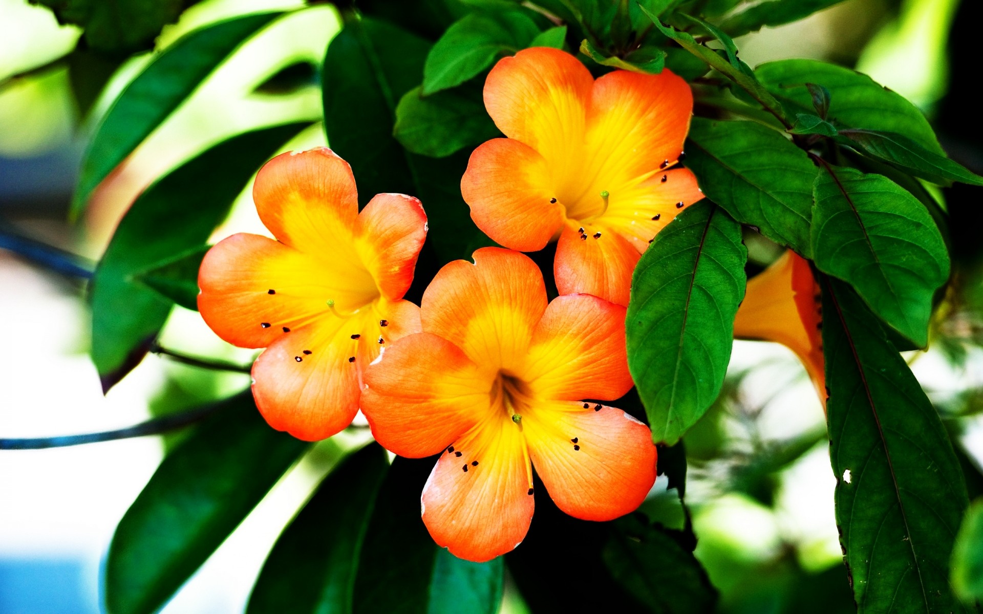 flores hoja naturaleza flora jardín flor tropical verano brillante color crecimiento árbol floral plantas fondo colores