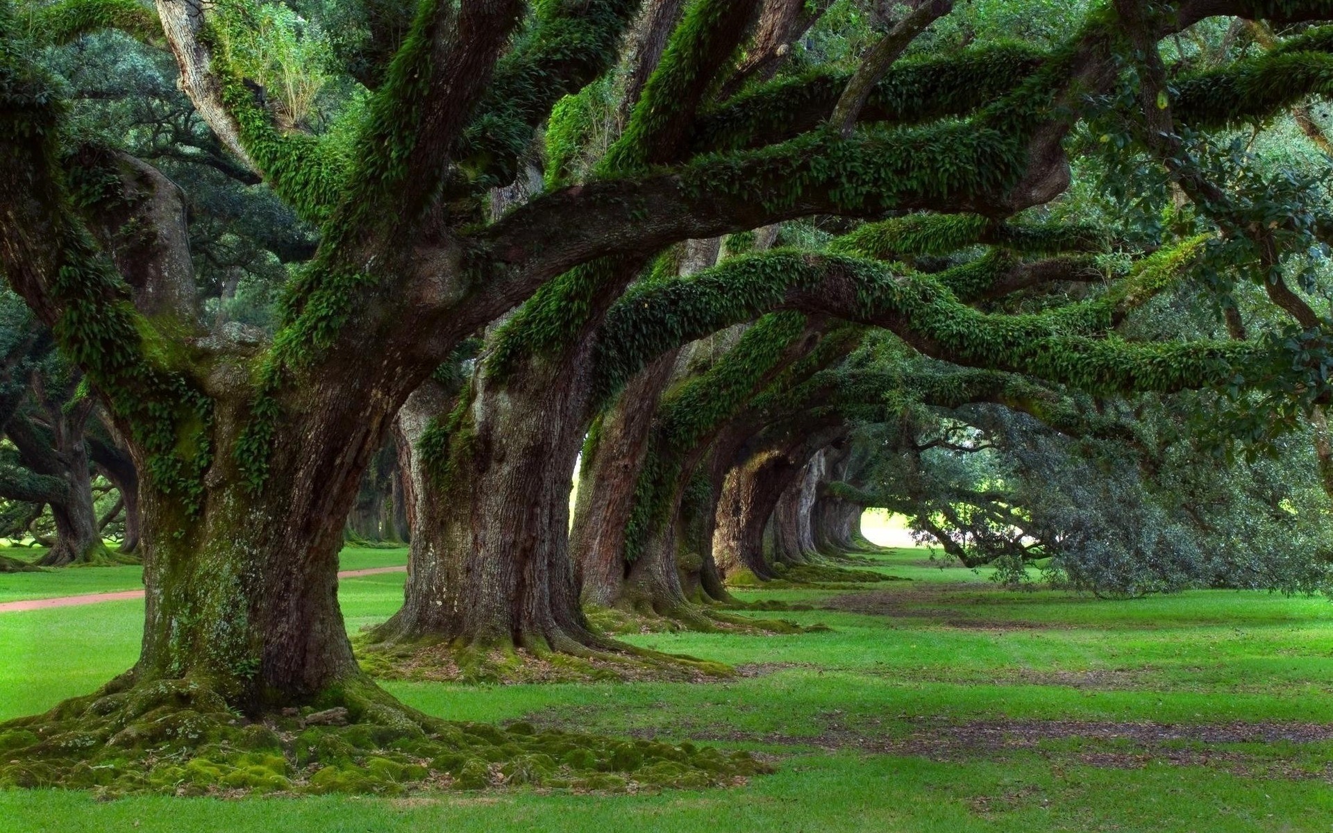 piante albero paesaggio parco legno natura foglia erba giardino guida ambiente flora tronco ombra all aperto viaggi scenic luce ramo prato verde