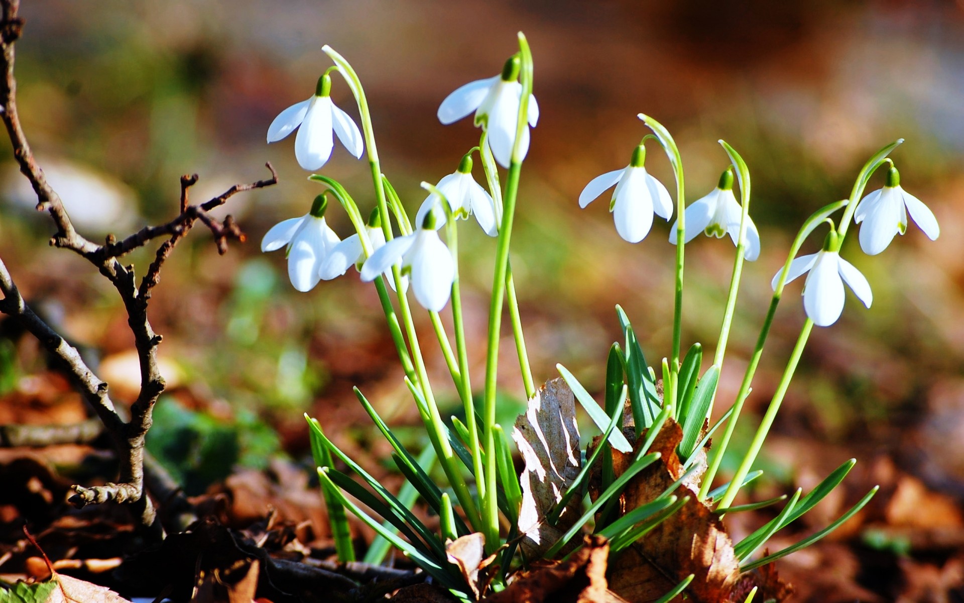 flowers nature flower season flora leaf garden close-up park floral outdoors blooming wood petal grass color fair weather winter early spring plants background