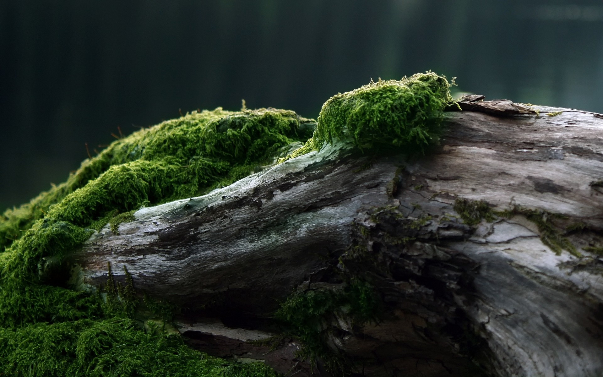 plantas musgo naturaleza agua paisaje madera parque roca árbol al aire libre medio ambiente hoja flora verano viajes musgo luz del día montañas hierba