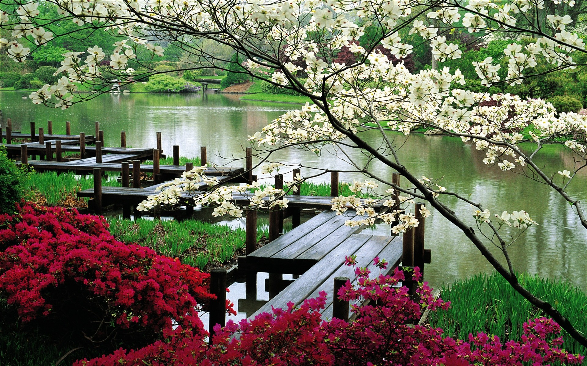 wiosna kwiat ogród drzewo park natura flora bluming krajobraz sezon na zewnątrz botaniczny krzew lato rododendron dziedziniec oficjalny kolor wiosna płatek rośliny krajobrazy