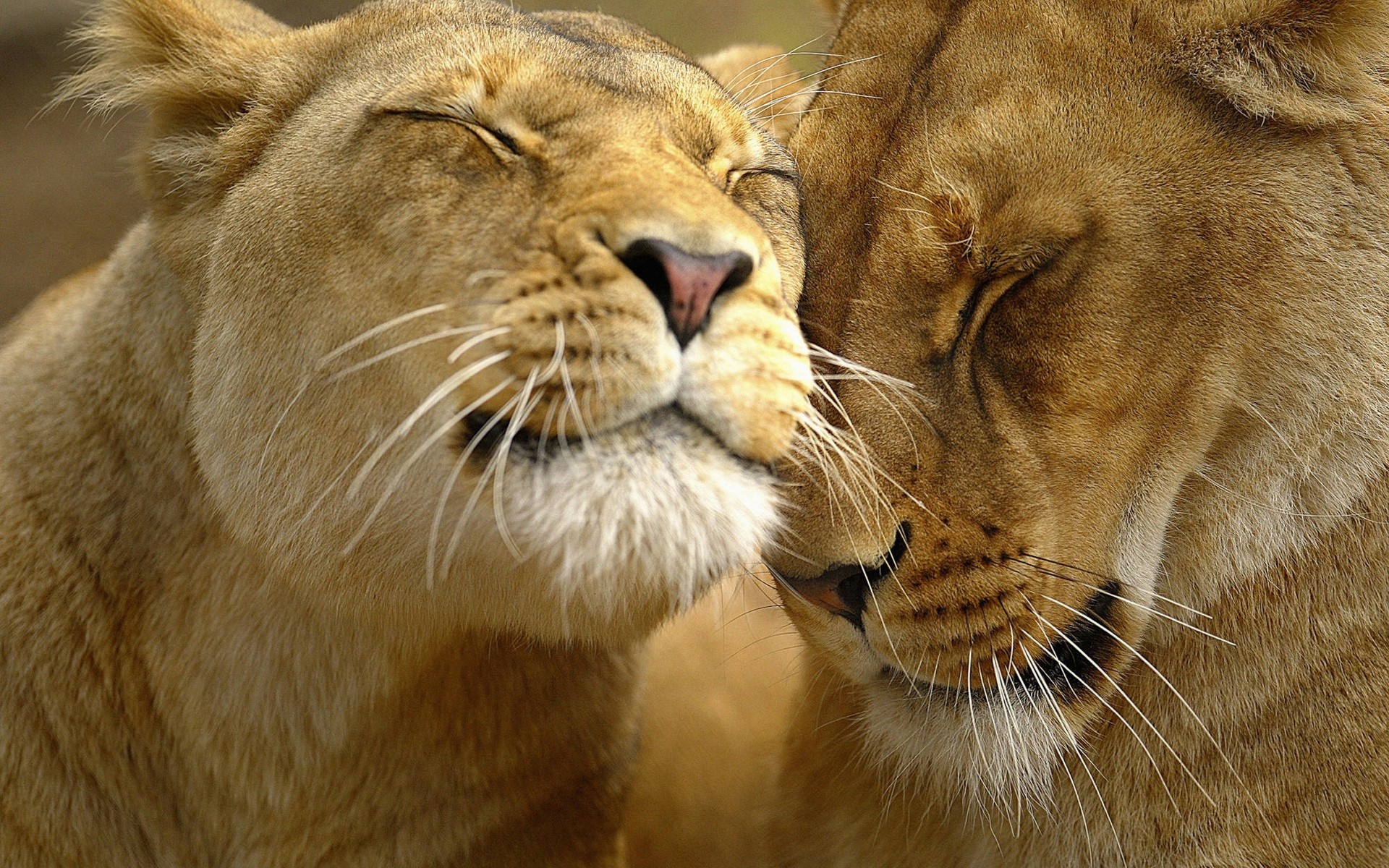 animaux chat lion faune mammifère prédateur safari zoo animal lionne mangeur de viande chasseur grand chat panthère grand oeil fourrure portrait sauvage danger jungle amour