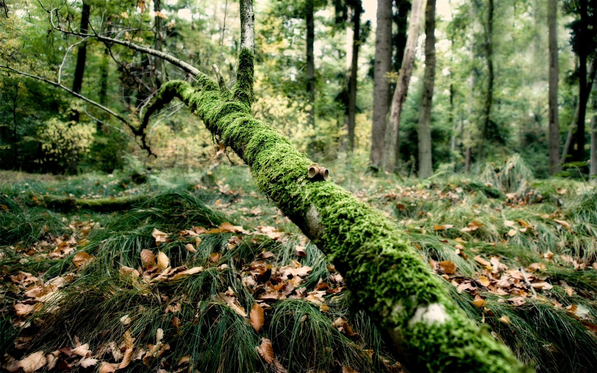 paesaggio legno natura albero foglia muschio paesaggio ambiente flora parco all aperto selvaggio tronco fern crescita paesaggio lussureggiante stagione scenic alberi erba verde