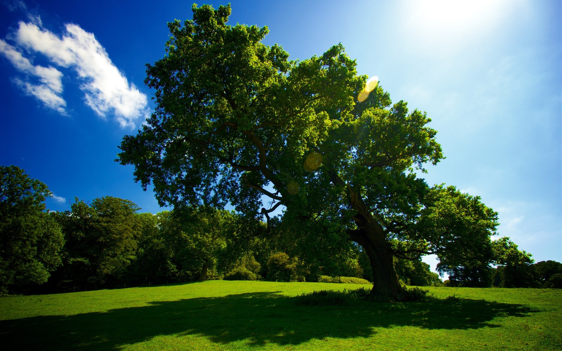 paysage arbre paysage herbe nature à l extérieur été beau temps campagne feuille rural ciel soleil parc bois luxuriante lumière du jour idylle pittoresque foin vert printemps bleu vue