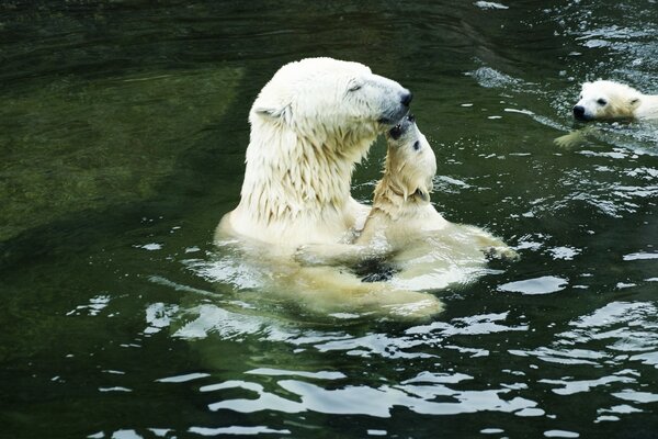 A family of polar bears swims in the lake