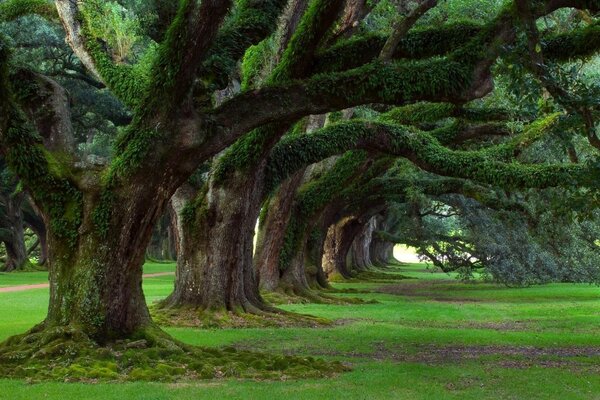 Beautiful ancient trees overgrown with moss