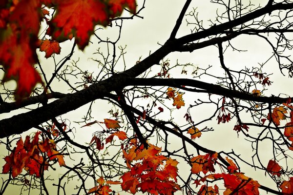 Hojas rojas en las ramas del árbol en otoño