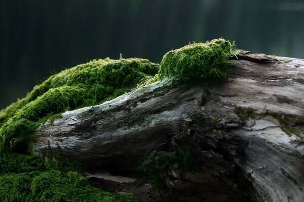 A fallen tree grows overgrown with moss