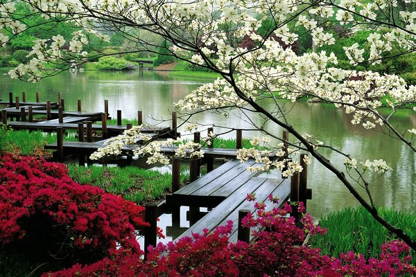 The lake is surrounded by flowering trees and shrubs