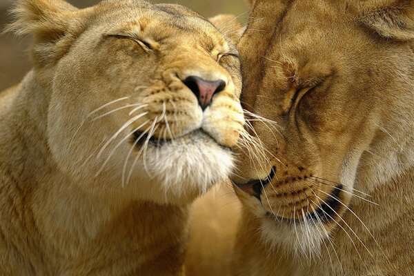 Two Lions love each other