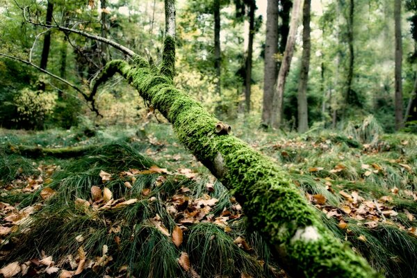 Autumn nature tree covered with moss