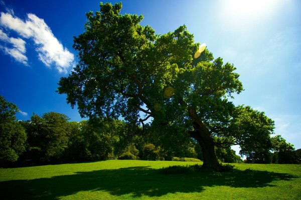 Landschaft. Blauer Himmel. Wolken am Himmel. Grüner Baum. Grünes Gras