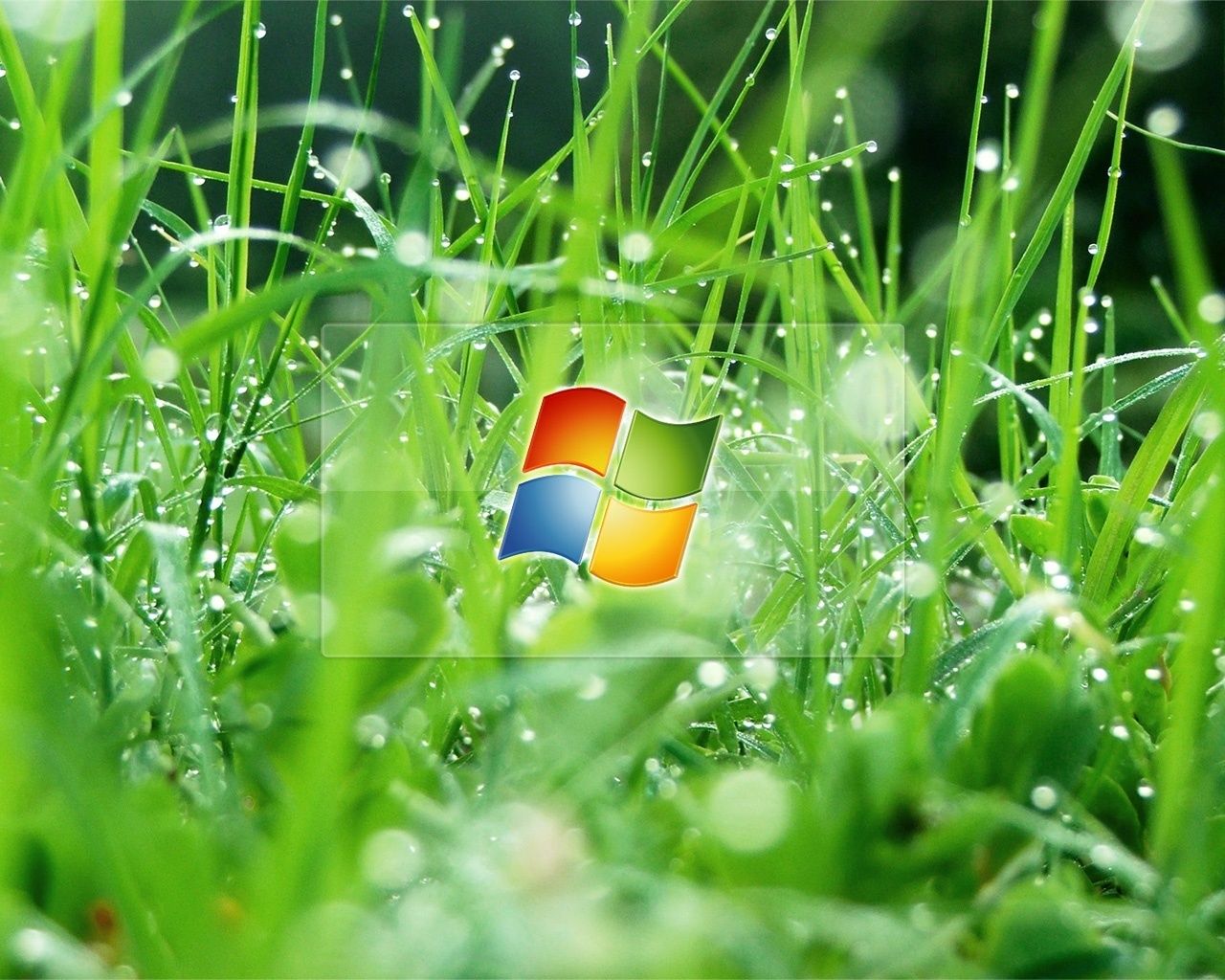 windows trawa natura lato ogród kolor jedzenie siano liść pole sezon zbliżenie flora świeżość jasny