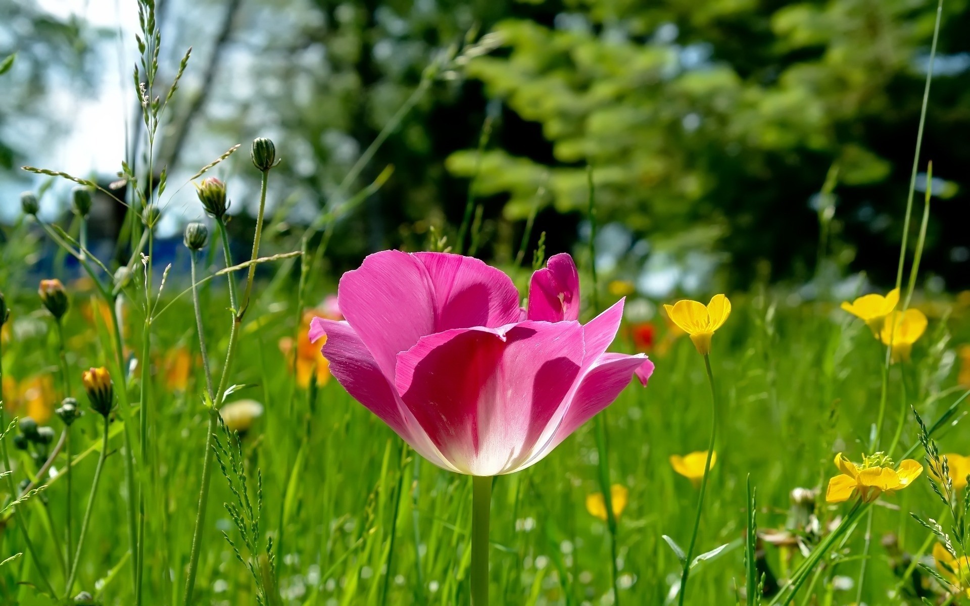 flowers nature summer grass flower field flora garden hayfield leaf bright growth fair weather rural outdoors season color sun floral park plants scenery spring landscape