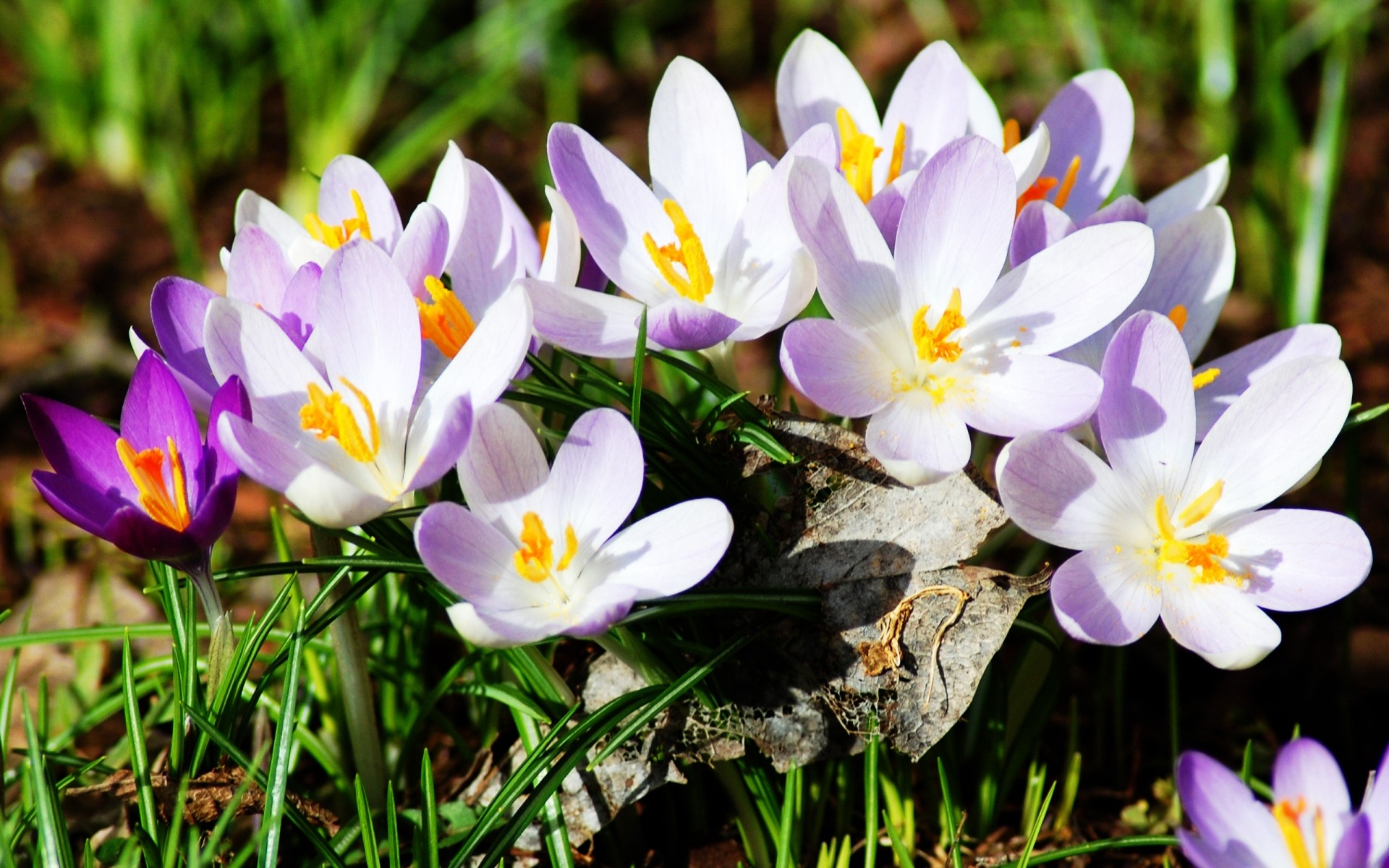 fiori natura fiore croco flora fioritura petalo floreale giardino stagione estate foglia pasqua erba primavera fieno luminoso primo piano bello zafferano crescita paesaggio piante bianco viola sorriso