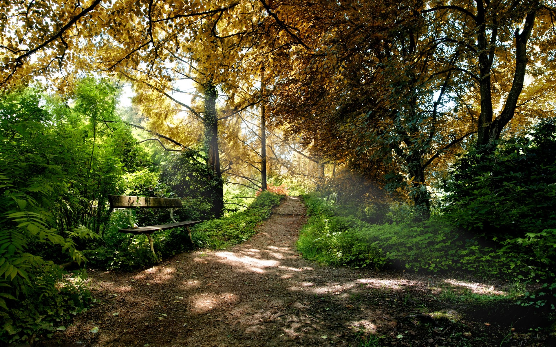 landscapes tree leaf wood nature landscape park guidance fall road footpath season fair weather environment rural grass outdoors countryside lush flora trees plants scenery