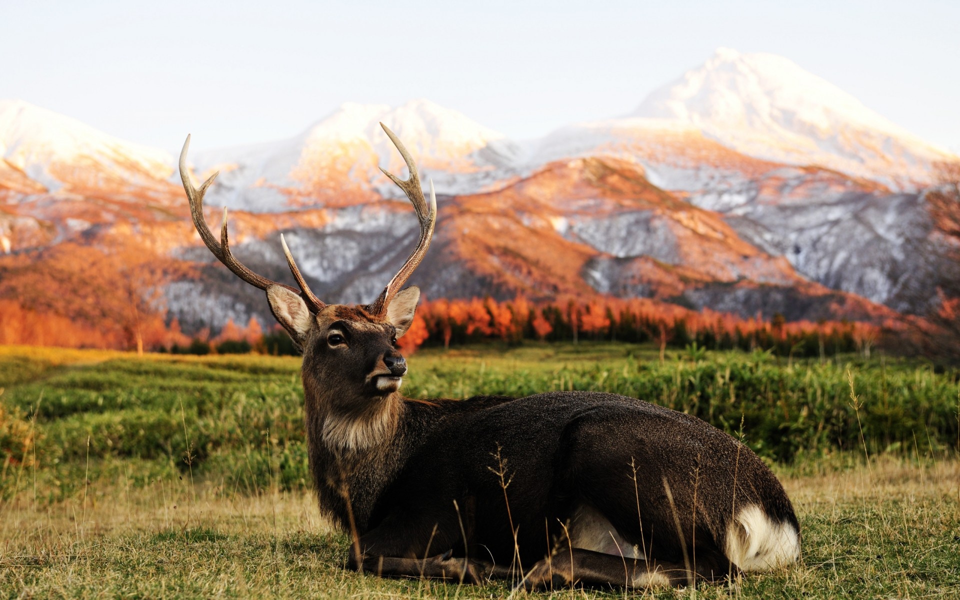 animals nature grass field fall mammal hayfield landscape outdoors deer animal wood rural mountain farm stag