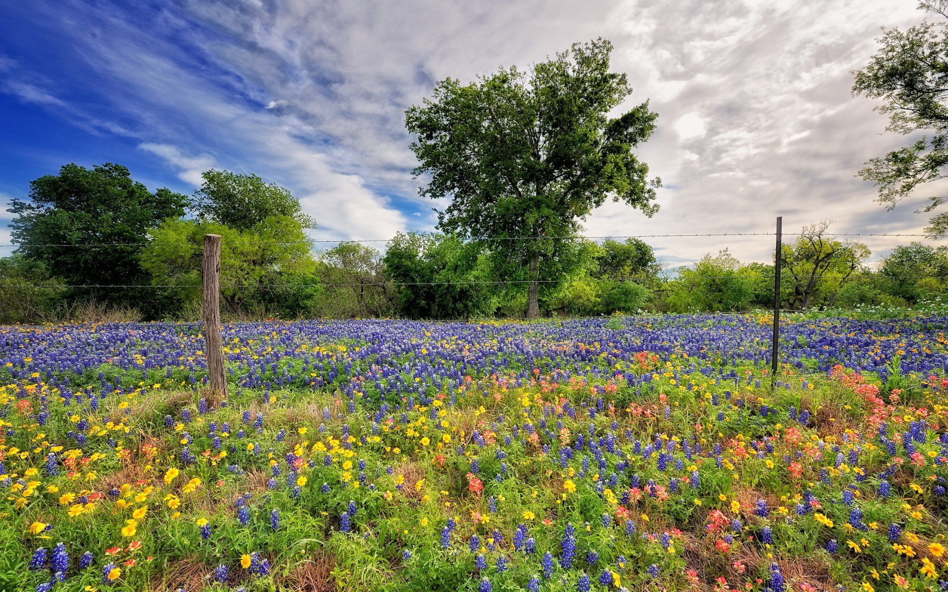 fleurs fleur nature paysage foin rural à l extérieur flore été champ herbe fleur sauvage arbre campagne feuille lupin printemps pays couleur saison fond plantes printemps