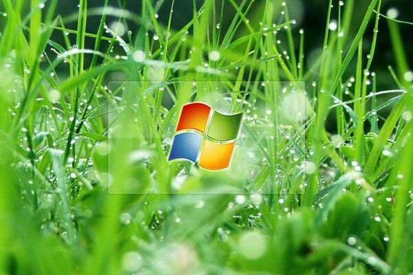 Bild des Grases auf dem Windows-Bildschirmschoner