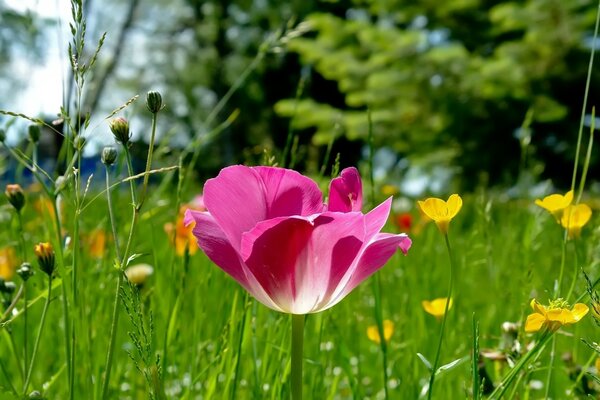 Eine sich öffnende Tulpe auf einer Waldlichtung