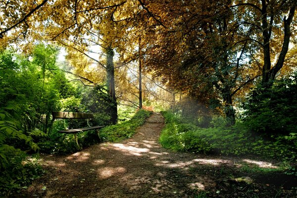 Landschaft des Herbstbaumparks