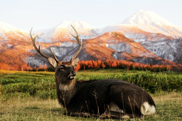 Cerf sur fond de montagnes d automne