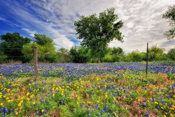 Le printemps vient avec des couleurs colorées