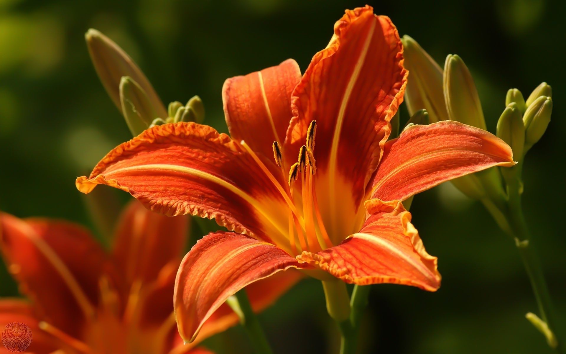 flowers flower nature lily flora garden leaf petal floral summer color outdoors growth pollen bright delicate blooming