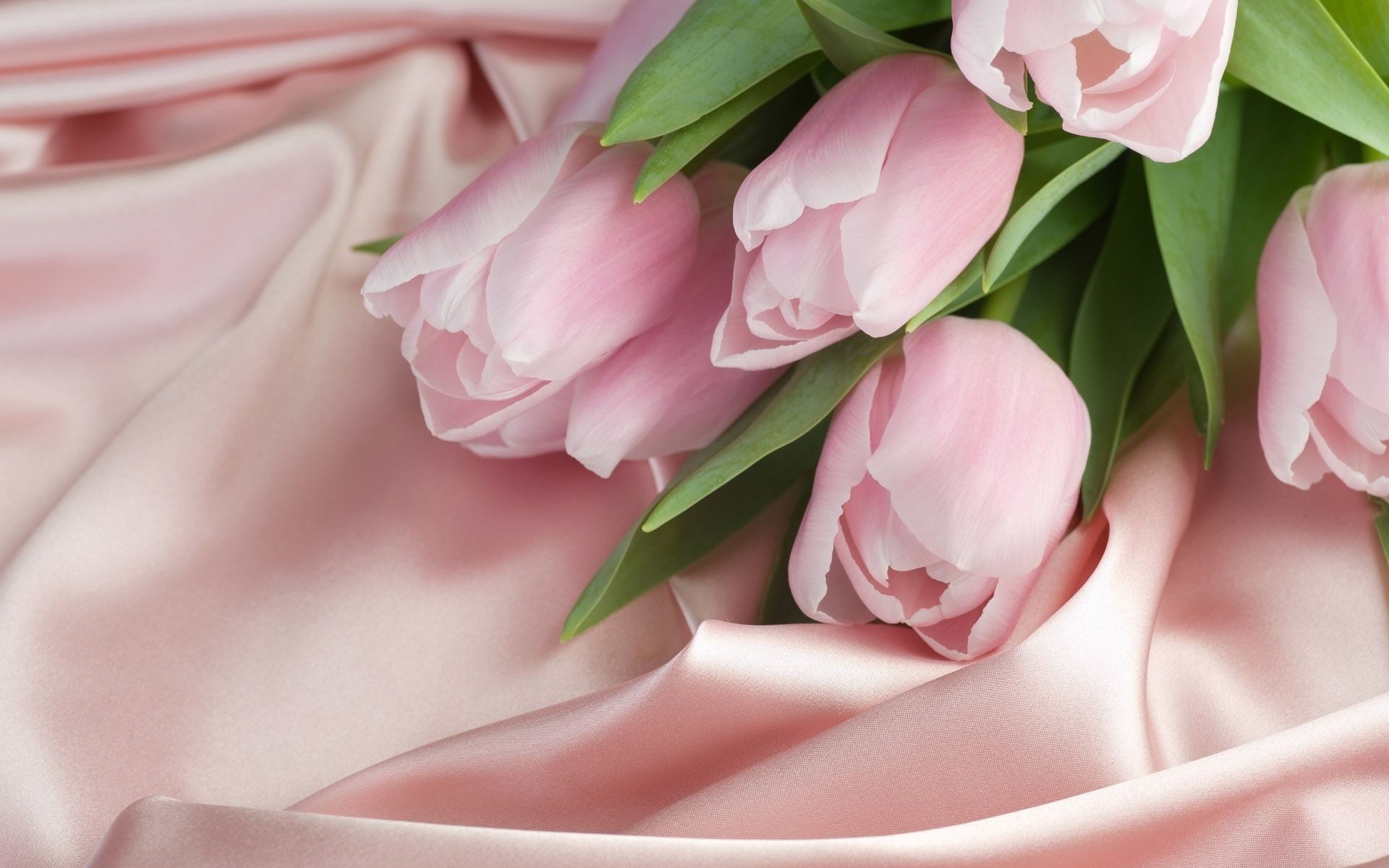 тюльпаны цветок свадьба любовь цветочные букет романтика романтический роза флора природа лист красивые подарок для новобрачных лепесток блюминг невеста пастель тюльпан брак