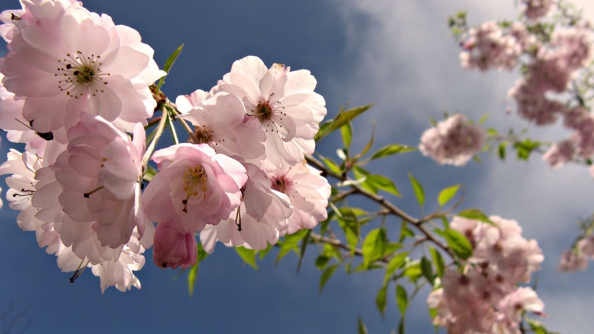 flores nas árvores flor cereja natureza flora folha árvore ramo jardim blooming pétala crescimento floral maçã amigo verão delicado temporada ao ar livre