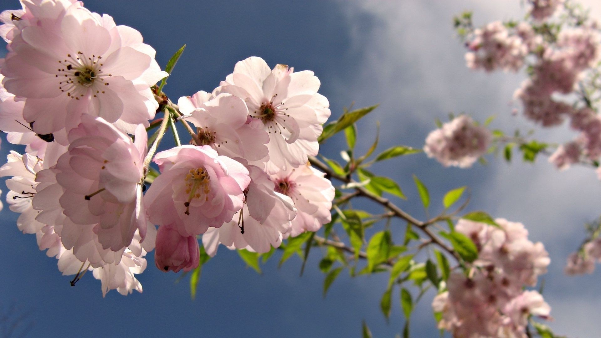 цветы на деревьях цветок вишня природа флора лист дерево филиал сад блюминг лепесток рост цветочные яблоко дружище лето нежный сезон на открытом воздухе