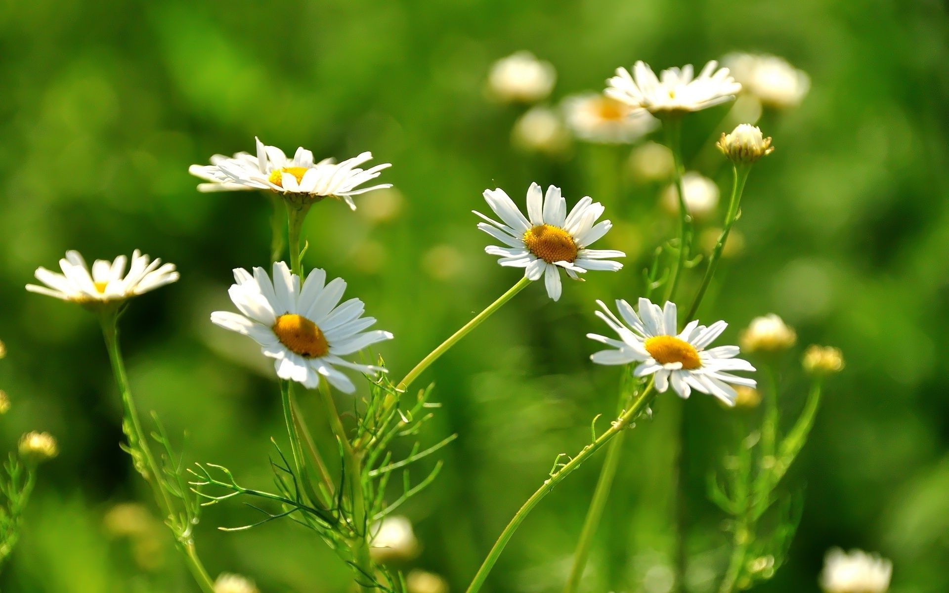 chamomile nature flower summer flora hayfield field leaf grass growth garden bright fair weather outdoors floral wild sun rural season