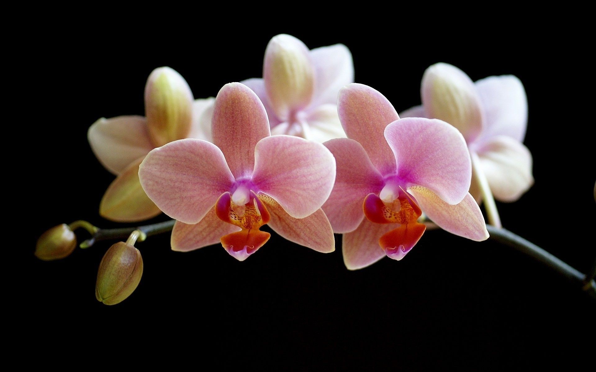 fleurs fleur flore nature phalaenopsis tropical orchidée exotic bluming pétale belle elegant floral romantique romance luz botanique couleur branche délicat