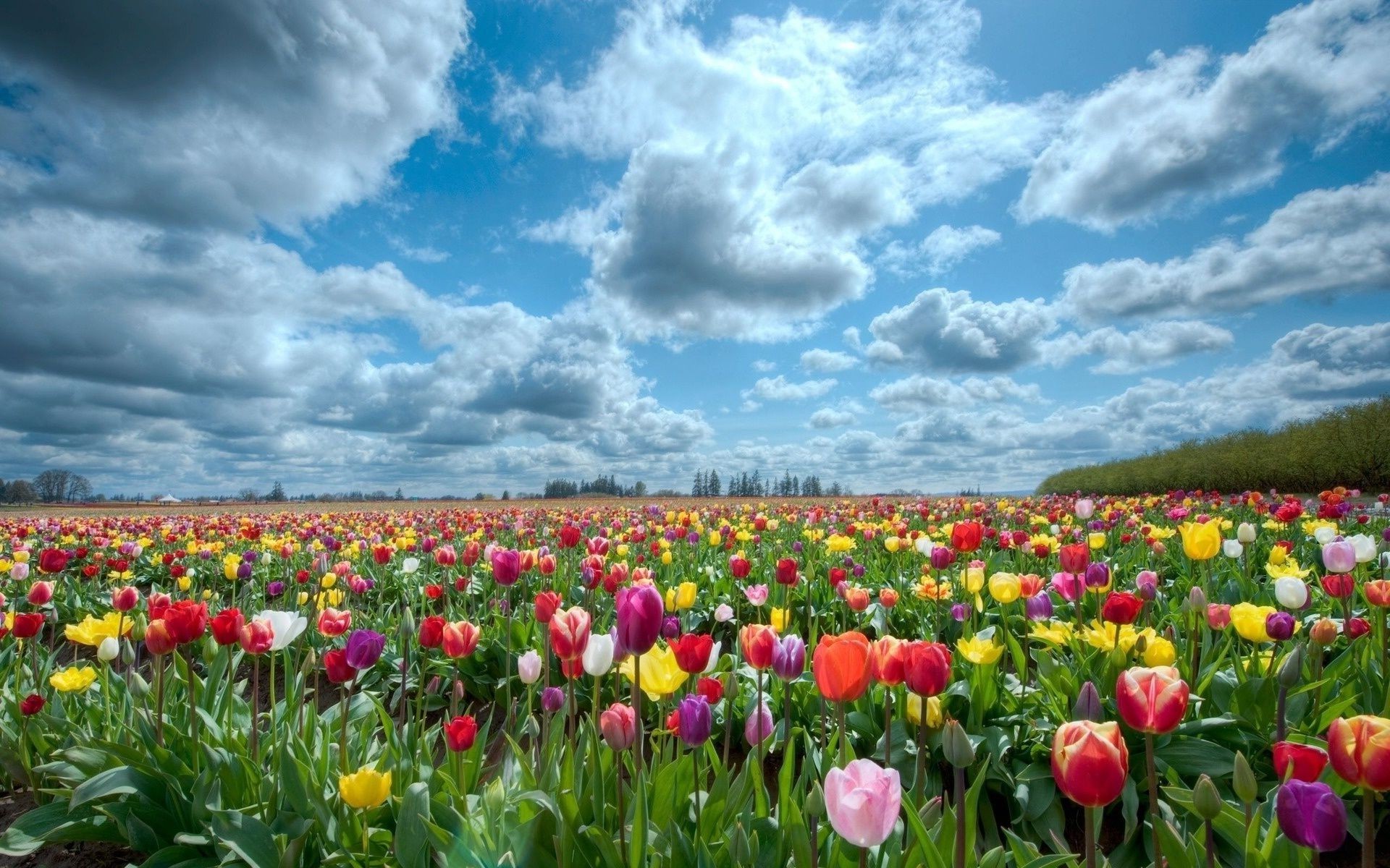 Field of Tulips, Island of Mainau, Germany скачать