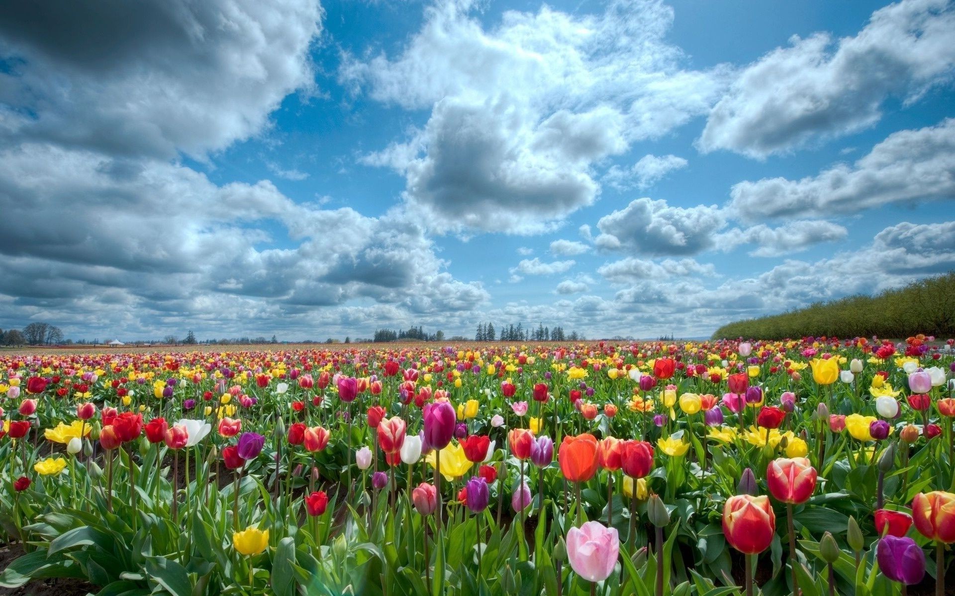 tulips flower tulip field garden nature flora summer floral agriculture rural bright growth leaf outdoors color blooming petal hayfield fair weather