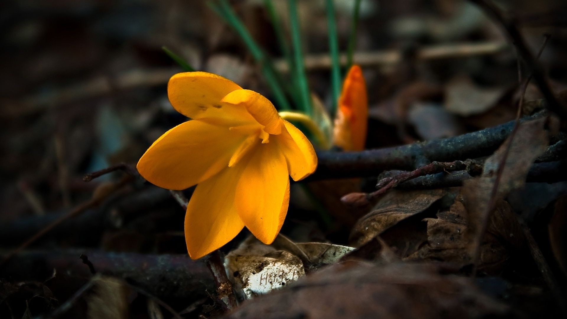 flowers nature leaf flora flower outdoors season garden close-up wood color fall park bright light petal