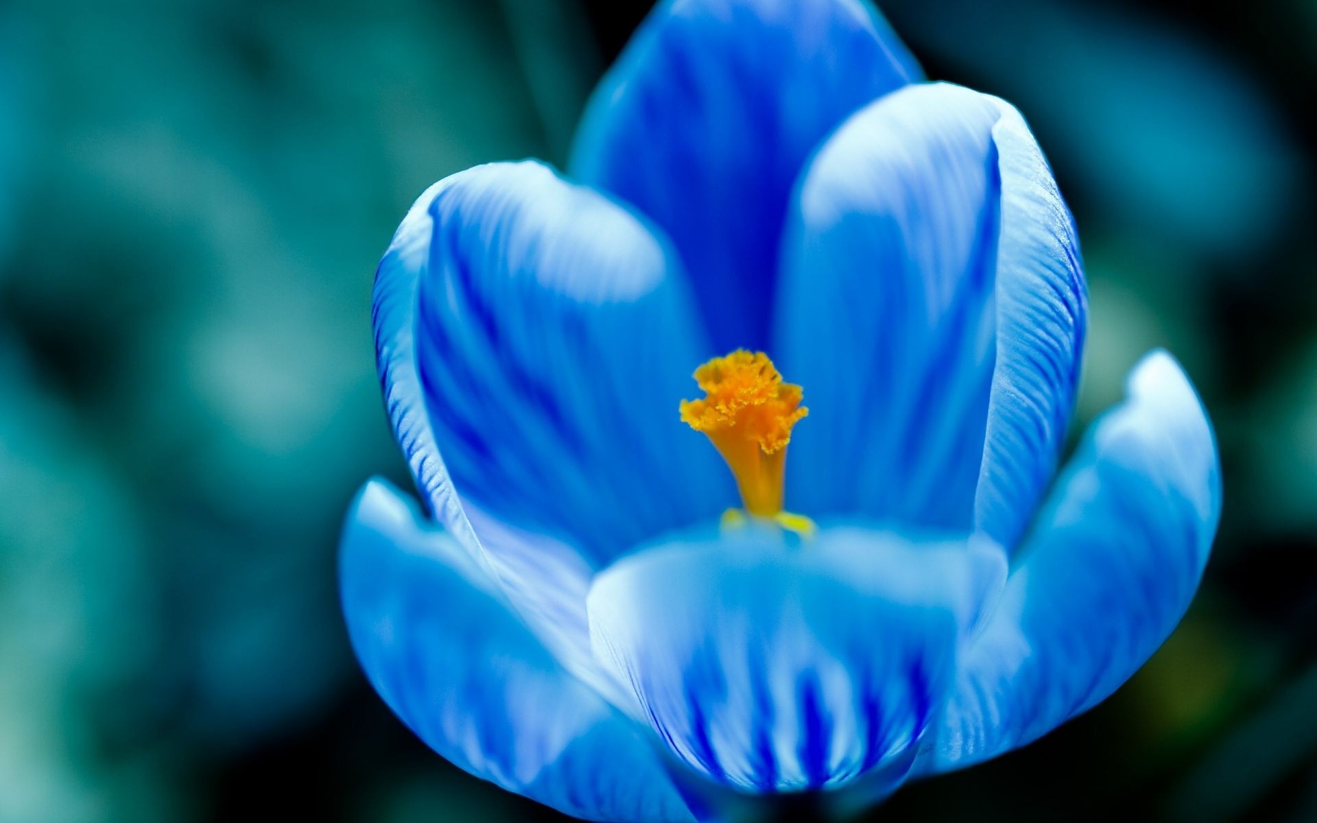 flowers blur flower nature color biology