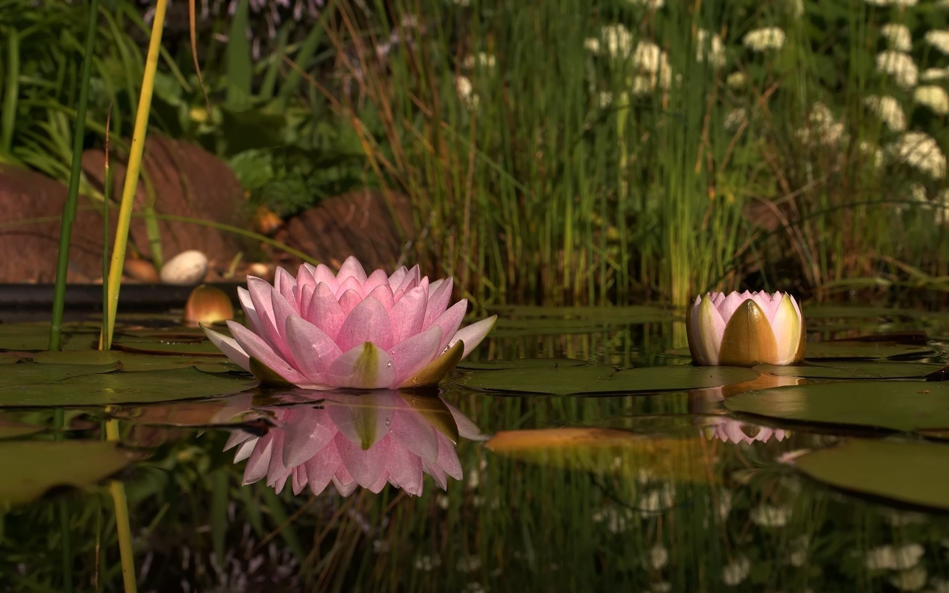 fleurs dans l eau fleur nature jardin piscine flore bluming été feuille lotus belle parc couleur à l extérieur herbe lily floral pâques saison romantique