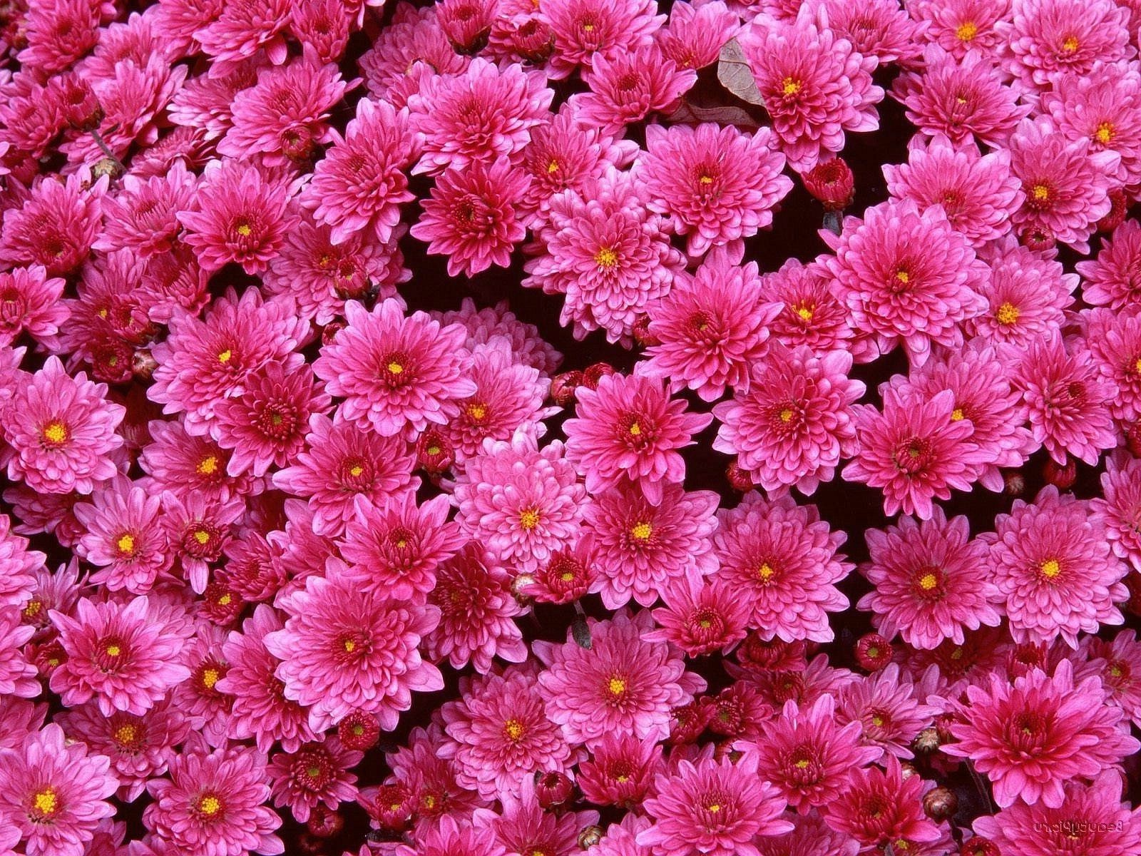 chrysanthemum flower nature flora floral color summer petal garden beautiful blooming bright decoration close-up vibrant leaf