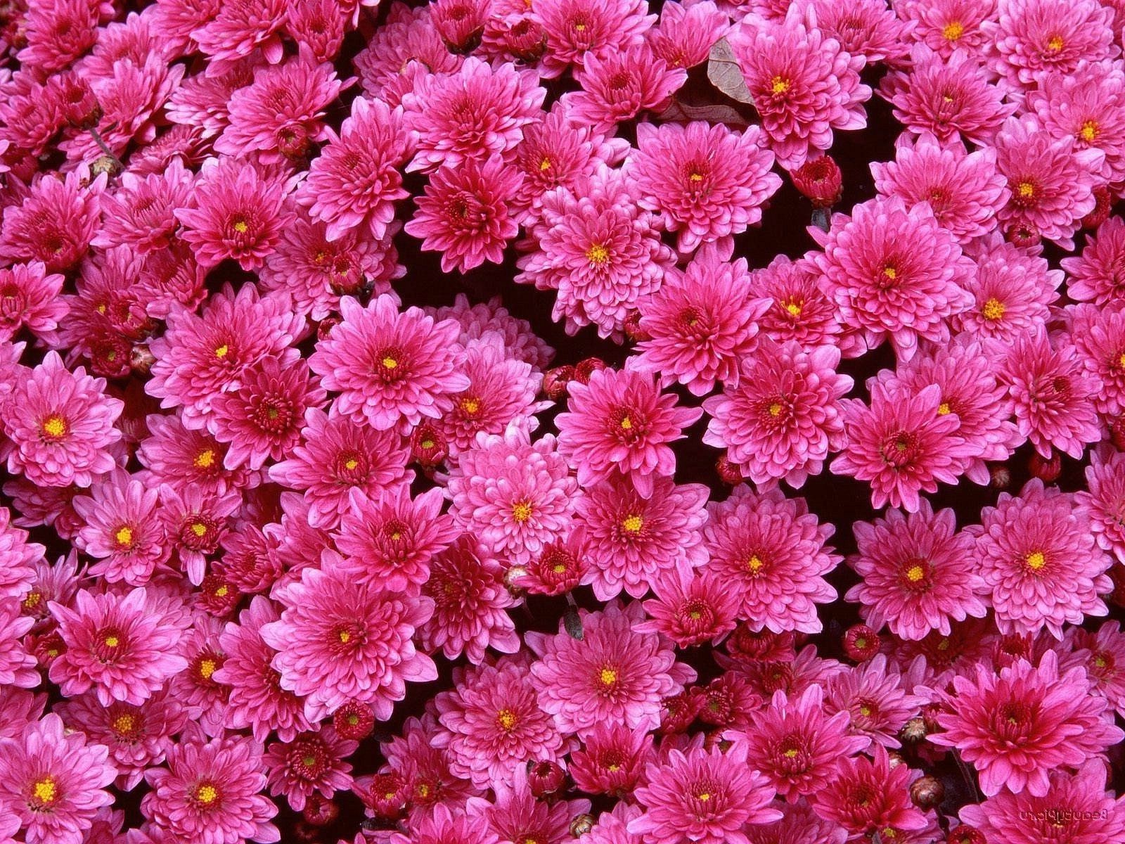 хризантемы цветок природа флора цветочные цвет лето лепесток сад красивые блюминг яркий украшения крупным планом яркие лист