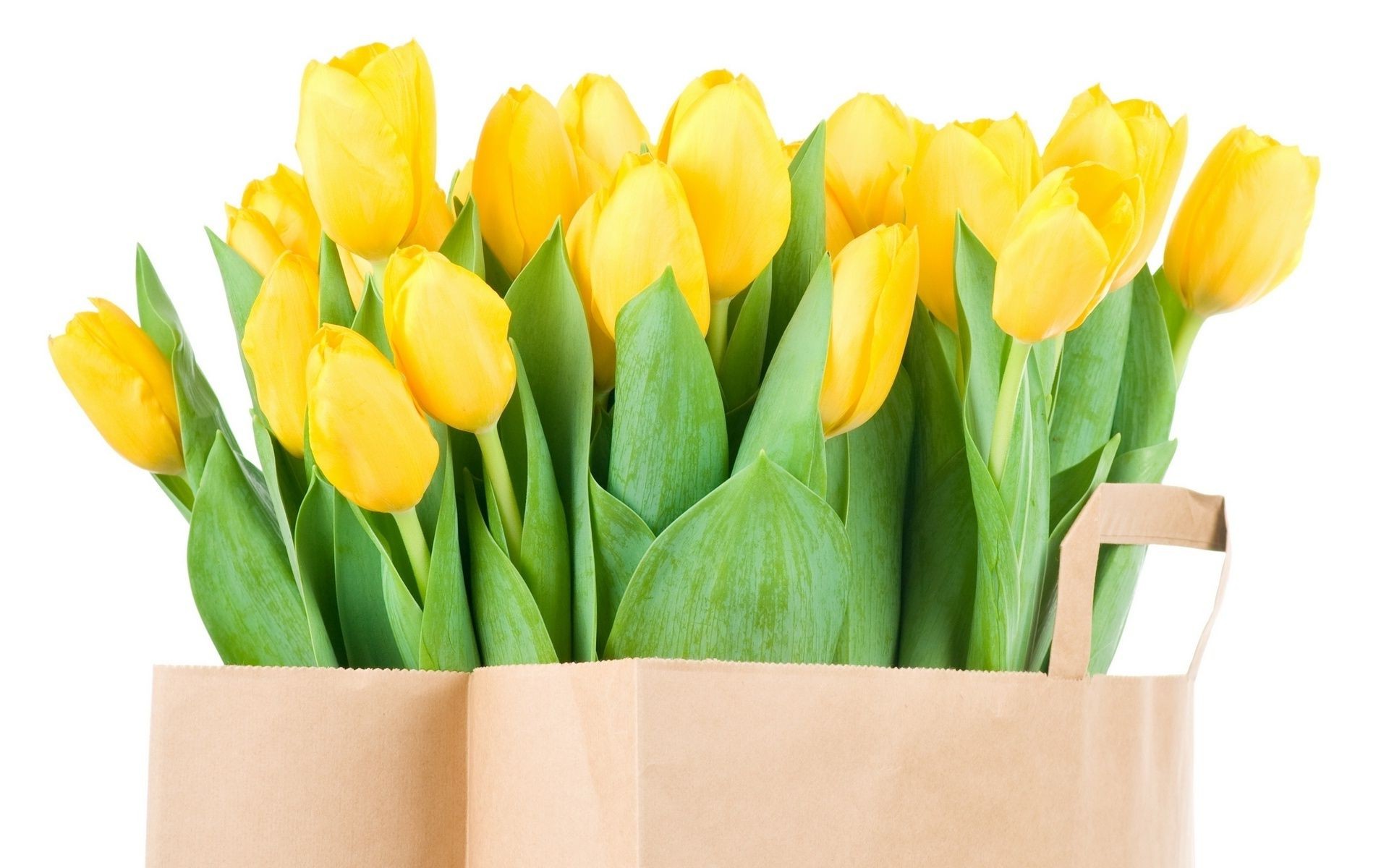 тюльпаны пасха тюльпан природа изолированные букет лист яркий подарок романтика кластер любовь флора цветочные лузга цветок