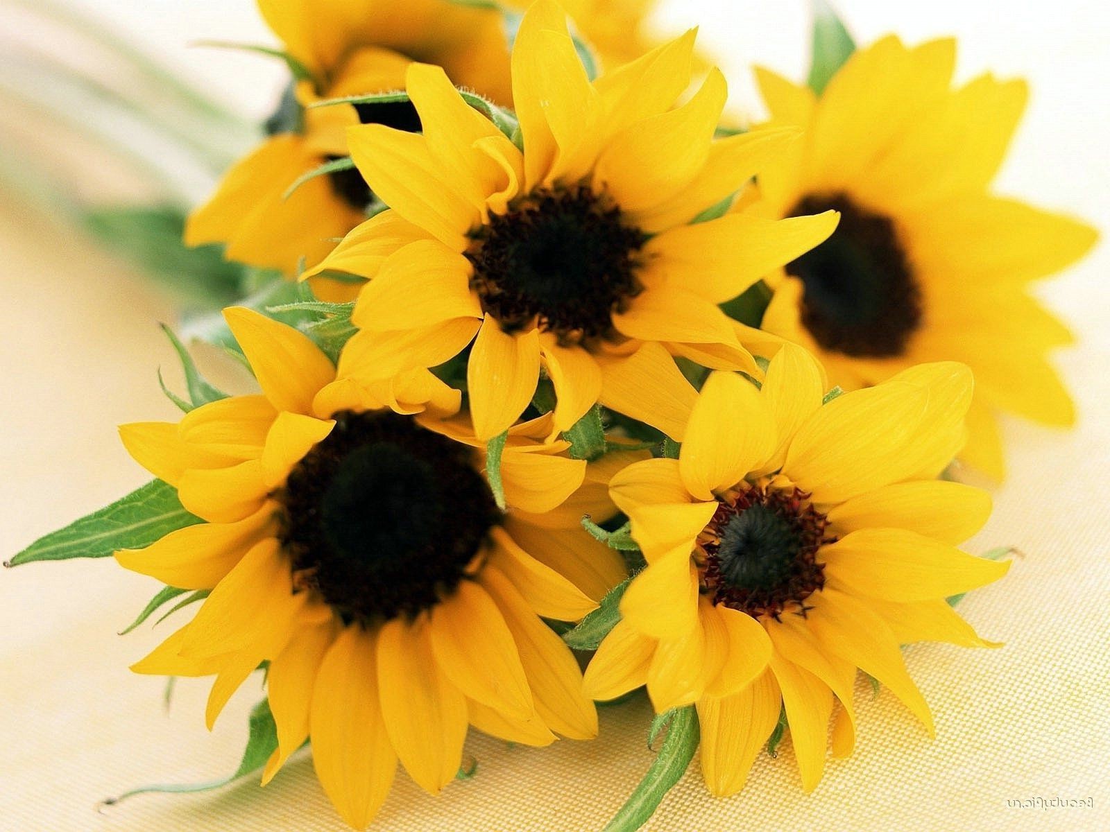 sunflowers nature flower leaf summer flora bright floral beautiful sunflower petal growth garden