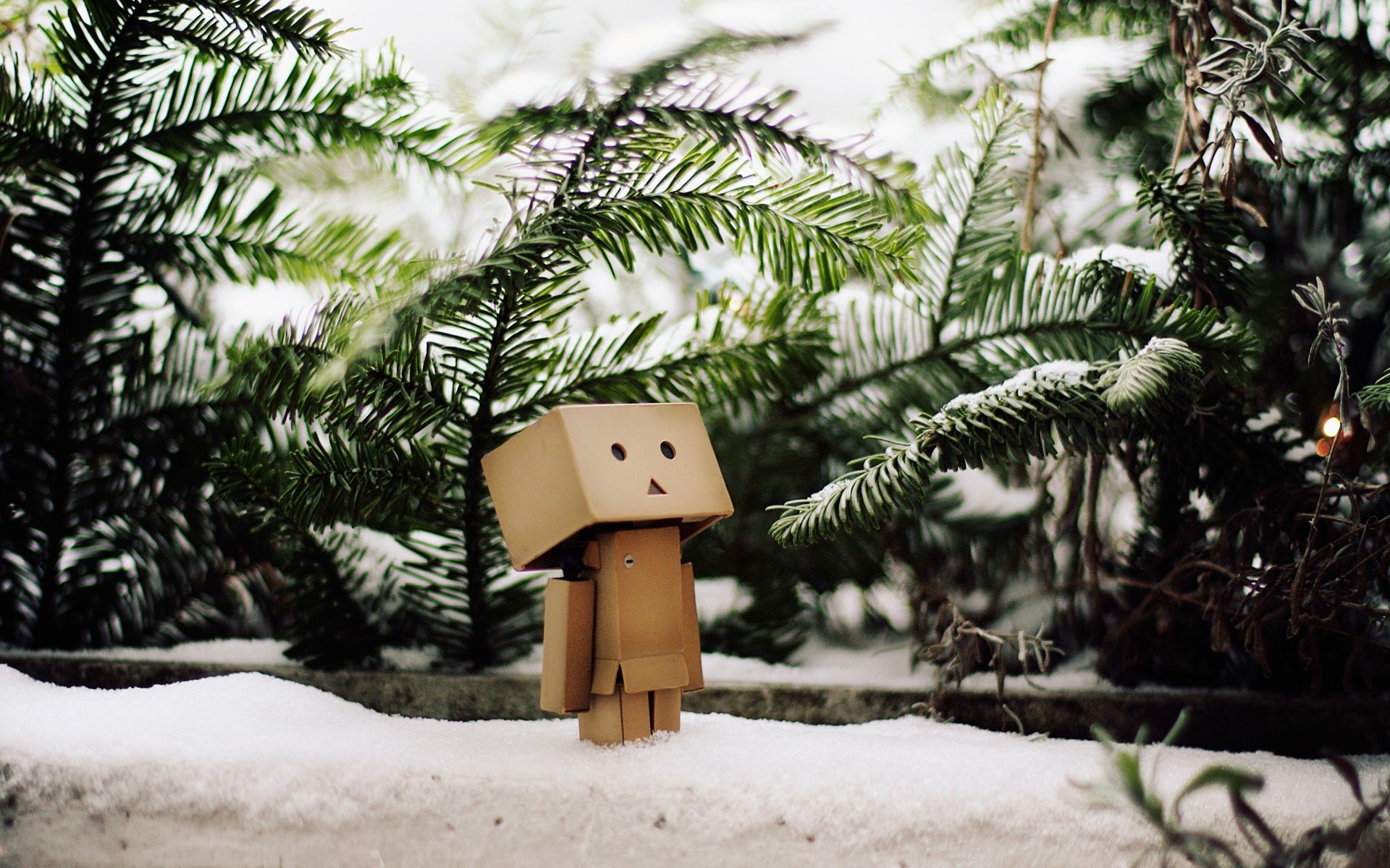 креатив дерево зима рождество снег сосна древесины филиал пихта сезон природа ели отпуск украшения эвергрин