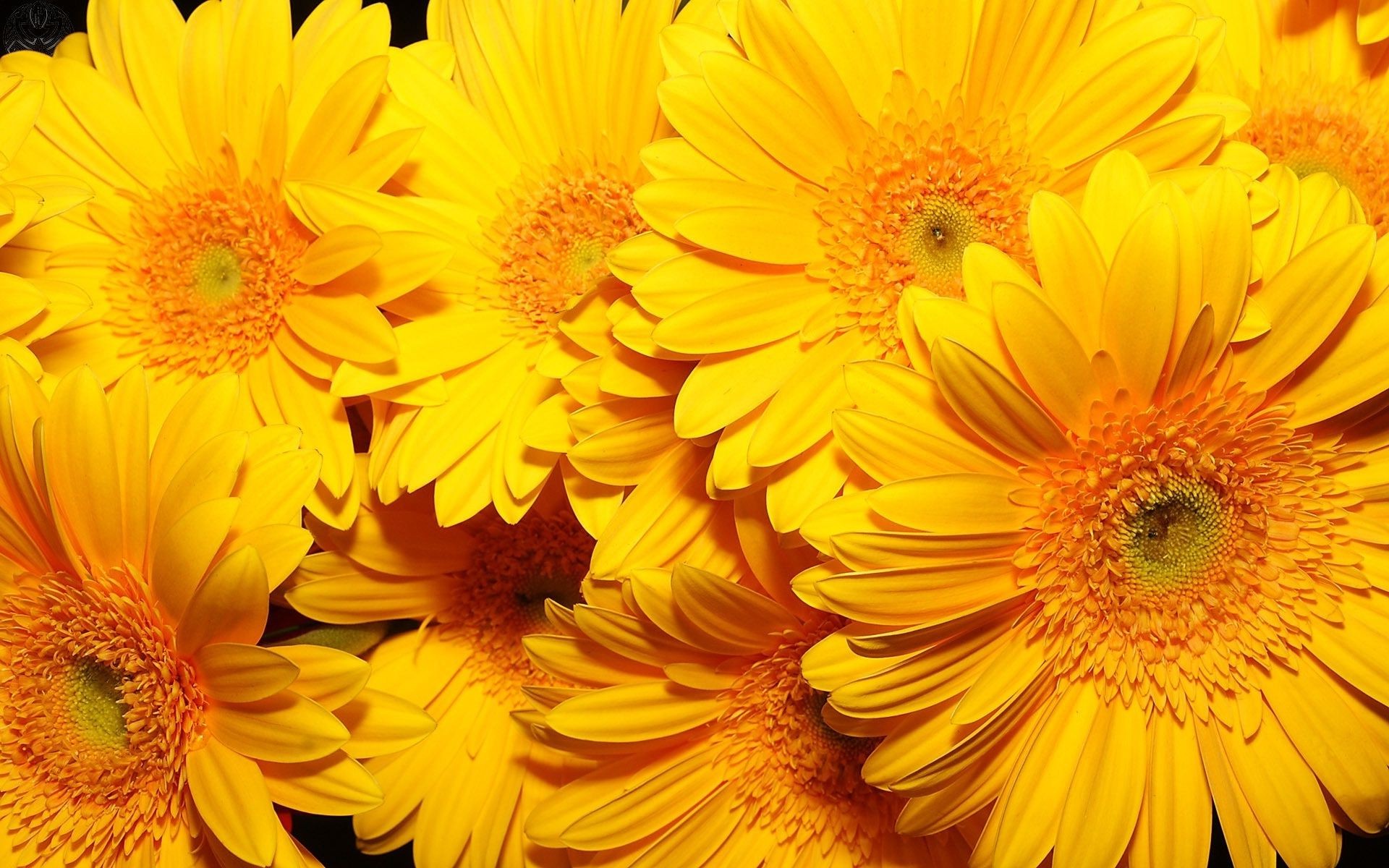 flowers flower flora floral petal nature summer bright gerbera color beautiful blooming leaf garden growth