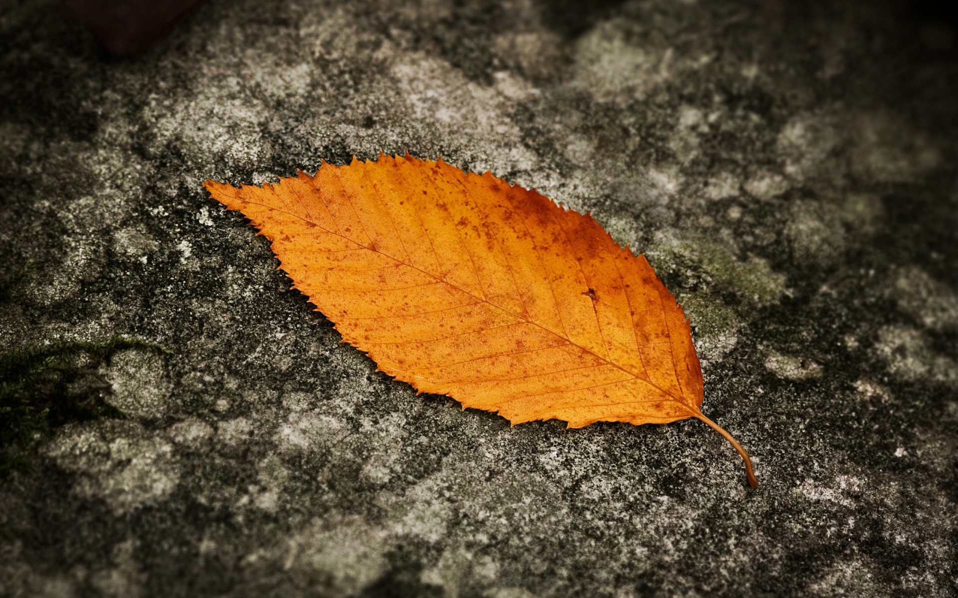 jesień natura liść jesień na zewnątrz zbliżenie pulpit flora drewno tekstura ziemia suche środowisko kolor sezon tło